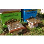 Bee Venom Powder Manufacturer - OEM Custom Cosmetic Grade