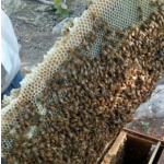 Raw Honeycomb Manufacturer - OEM Custom Unfiltered Beehive