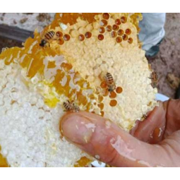 Polyfloral Honeycomb Manufacturer - OEM Custom Wild Bee