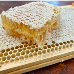 Premium Honeycomb Manufacturer - OEM Custom Comb Honey