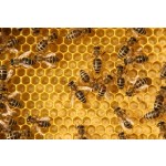 Queen Bee Larva Powder Manufacturer - OEM Custom Natural Extract