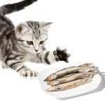 冻干毛鳞鱼厂家-100%天然代工