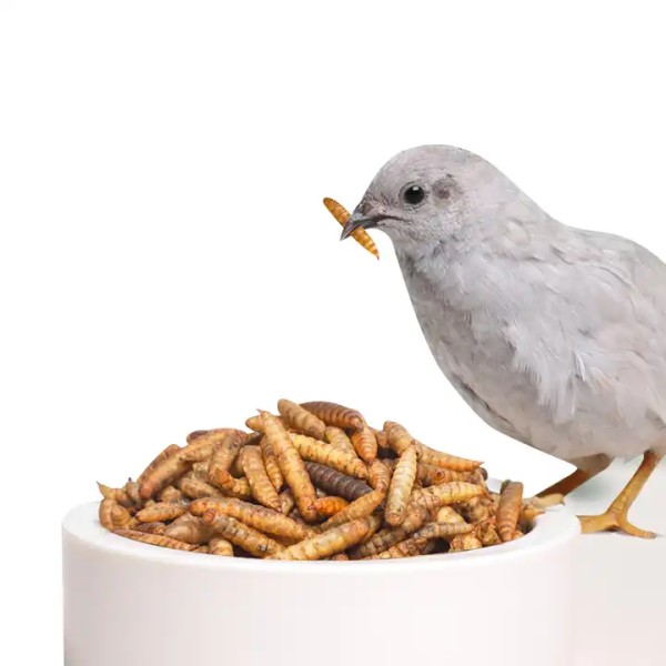 干黑水虻生产商-定制包装