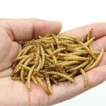 面包虫干仓鼠食品供应商-代工包装