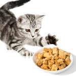 冻干三文鱼厂家-批发100%天然