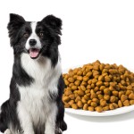 干狗粮生产商-代工10公斤多种口味