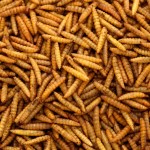 黑水虻幼虫供应商-100%天然干燥