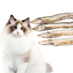 冻干毛鳞鱼厂家-100%天然代工