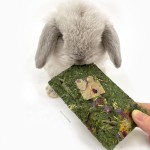 小宠物零食厂家-草本花香脆片