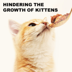 猫食品厂家-N4P工厂直供375克猫罐头金枪鱼牛肉鸡肉配方湿粮