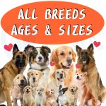 过敏咀嚼片厂家-舒缓季节性过敏支持瘙痒免疫肠道健康软咀嚼片益生菌