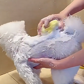 Pet Cleaning Brush Supplier - Factory Direct Luxury