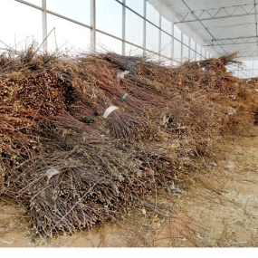 磨牙棒零食厂家-干苹果枝天然