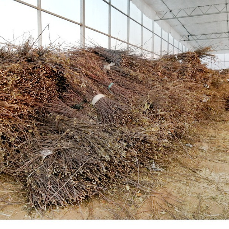 磨牙棒零食厂家-干苹果枝天然