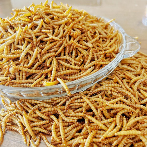 干面包虫生产商-热销有机