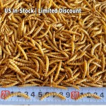 面包虫供应商-高蛋白无防腐剂