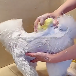 宠物按摩刷供应商-柔软硅胶洗发器