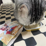 湿猫粮厂家-工厂销售宠物食品多种尺寸口味零食湿猫粮