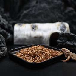 干面包虫生产商-高蛋白非转基因