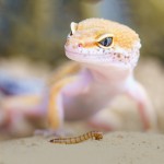 干面包虫生产商-高蛋白非转基因