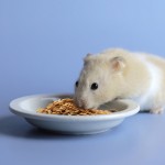 干黑水虻供应商-代工定制私标