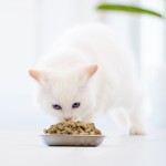 冻干鸡肉供应商-兰诺瓦批发宠物食品