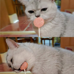 猫零食厂家-ISO22000认证猫零食环保包装冻干棒棒糖猫零食