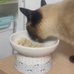 猫粮生产商-有机鸡肉冻干