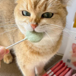 猫零食厂家-ISO22000认证猫零食环保包装南瓜冻干猫零食