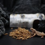 冻干宠物食品生产商-兰诺瓦FD黑水虻