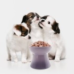 冻干猫零食厂家-兰诺瓦蔓越莓三文鱼