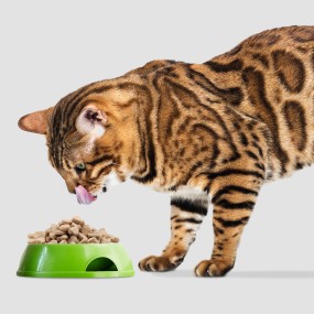 Freeze Dried Mealworm Factory - OEM High Quality Premium