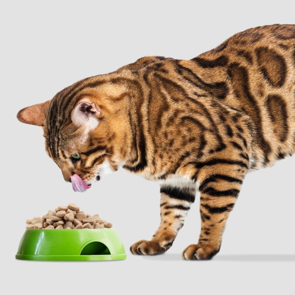 冻干面包虫厂家-代工高品质高端