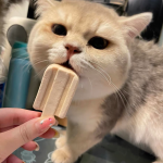 猫生日零食厂家-高蛋白低卡路里