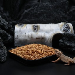 冻干面包虫供应商-兰诺瓦小动物