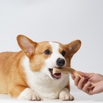 Training Treats Manufacturer - Hot Selling Dog Training Treats Sausage Snack Natural Ingredients Bulk