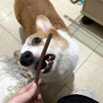 干牛肉棒厂家-高端狗零食干牛肉棒无添加有限成分饮食