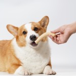 Sausage Snack Supplier - Pet Cat Dog Sausage Food Snack Chicken Duck Ham Sausage Pet Reward Snacks