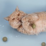 猫薄荷玩具厂家-批发环保猫薄荷猫薄荷零食天然棒棒糖互动球玩具