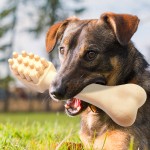 Dental Stick Supplier - Wholesale Manufacturer Pet Treats Dog Dental Stick Brush Bone Chew Snacks