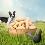 Dog Biscuit Factory - Natural Ingredients Dog Biscuit Dog Chews Food Small Snack for Dogs