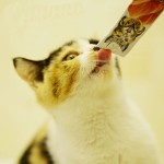 Cat Creamy Snacks Factory - China Manufactory Cat Creamy Snacks Lickable Wet Cat Treats for Cats