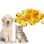 Immunity Supplement Supplier - Wholesale Fish Oil Capsules