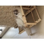 木质猫吊床生产商-可折叠剑麻座