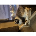 木质猫吊床生产商-可折叠剑麻座