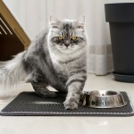 Cat Litter Mat Factory - EVA PVC Double Layer Trapper