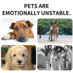 宠物防蚤项圈供应商-顶级天然抗焦虑