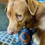 Dog Chew Toy Manufacturer - New Tough Squeaky Aggressive