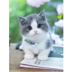 Cat Nutritional Supplement Supplier - Wholesale Health Support