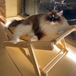 木质猫吊床生产商-可折叠剑麻座